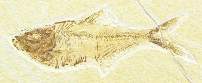 Bargain Diplomystus Fossil Fish - Wyoming #45574